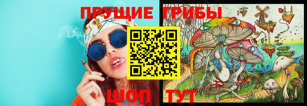 Псилоцибиновые грибы Psilocybine cubensis Тельмана